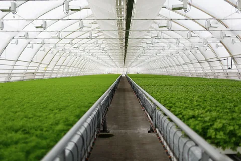 Organised internal greenhouse growing environment